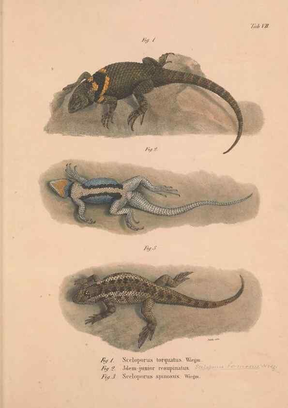 Reproducción/Reproduction 49781670121: Herpetologia Mexicana, seu Descriptio amphibiorum Novae Hispaniae :. Berolini :Sumptibus C.G. Lüderitz,1834.. 