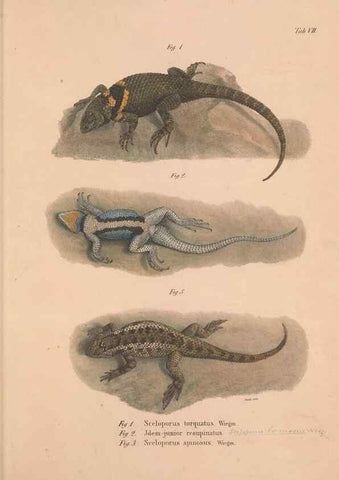 Reproducción/Reproduction 49781670121: Herpetologia Mexicana, seu Descriptio amphibiorum Novae Hispaniae :. Berolini :Sumptibus C.G. Lüderitz,1834.. 