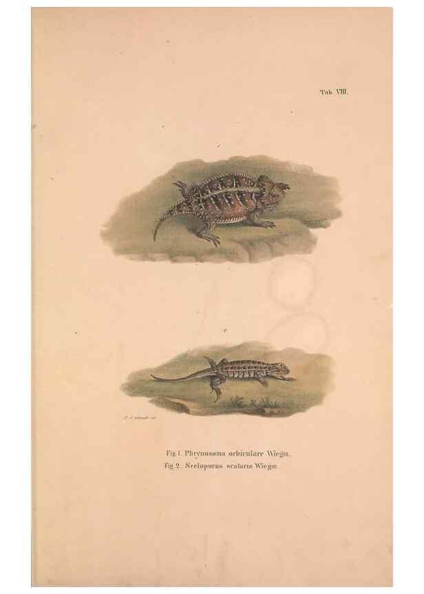 Reproducción/Reproduction 49781670416: Herpetologia Mexicana, seu Descriptio amphibiorum Novae Hispaniae :. Berolini :Sumptibus C.G. Lüderitz,1834.. 