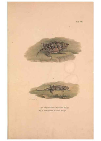 Reproducción/Reproduction 49781670416: Herpetologia Mexicana, seu Descriptio amphibiorum Novae Hispaniae :. Berolini :Sumptibus C.G. Lüderitz,1834.. 