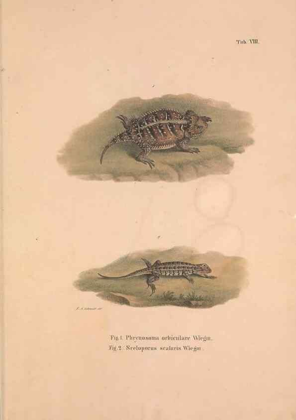 Reproducción/Reproduction 49781670416: Herpetologia Mexicana, seu Descriptio amphibiorum Novae Hispaniae :. Berolini :Sumptibus C.G. Lüderitz,1834.. 