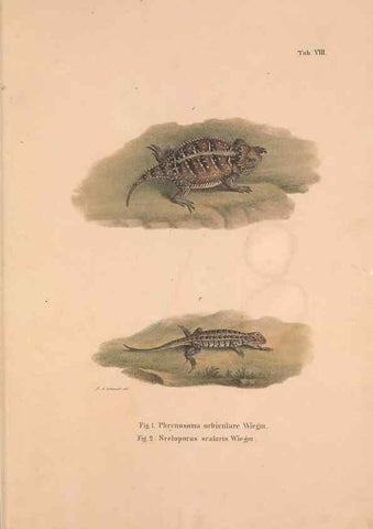 Reproducción/Reproduction 49781670416: Herpetologia Mexicana, seu Descriptio amphibiorum Novae Hispaniae :. Berolini :Sumptibus C.G. Lüderitz,1834.. 