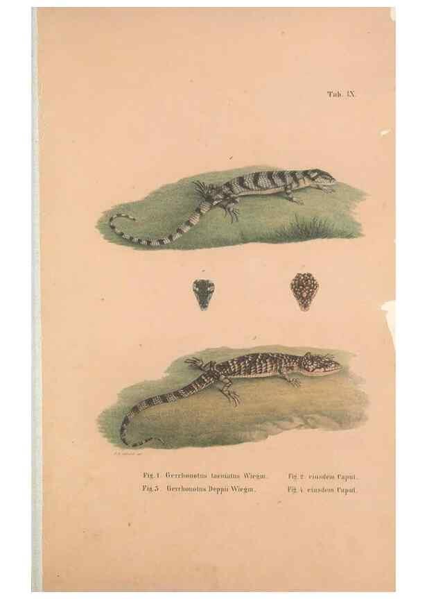 Reproducción/Reproduction 49781132378: Herpetologia Mexicana, seu Descriptio amphibiorum Novae Hispaniae :. Berolini :Sumptibus C.G. Lüderitz,1834.. 