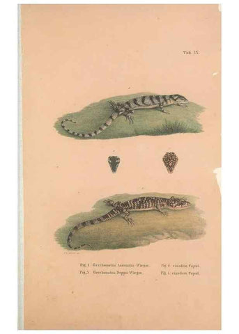 Reproducción/Reproduction 49781132378: Herpetologia Mexicana, seu Descriptio amphibiorum Novae Hispaniae :. Berolini :Sumptibus C.G. Lüderitz,1834.. 