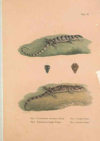 Reproducción/Reproduction 49781132378: Herpetologia Mexicana, seu Descriptio amphibiorum Novae Hispaniae :. Berolini :Sumptibus C.G. Lüderitz,1834.. 