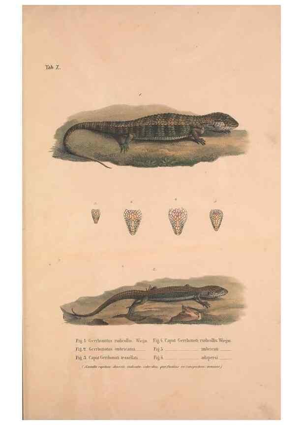 Reproducción/Reproduction 49781132873: Herpetologia Mexicana, seu Descriptio amphibiorum Novae Hispaniae :. Berolini :Sumptibus C.G. Lüderitz,1834.. 
