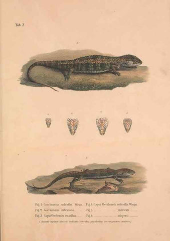Reproducción/Reproduction 49781132873: Herpetologia Mexicana, seu Descriptio amphibiorum Novae Hispaniae :. Berolini :Sumptibus C.G. Lüderitz,1834.. 
