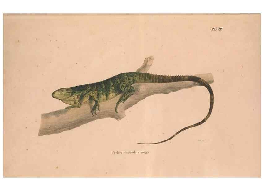 Reproducción/Reproduction 49781996622: Herpetologia Mexicana, seu Descriptio amphibiorum Novae Hispaniae :. Berolini :Sumptibus C.G. Lüderitz,1834.. 