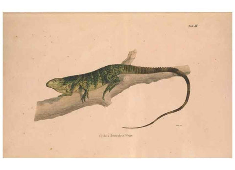 Reproducción/Reproduction 49781996622: Herpetologia Mexicana, seu Descriptio amphibiorum Novae Hispaniae :. Berolini :Sumptibus C.G. Lüderitz,1834.. 