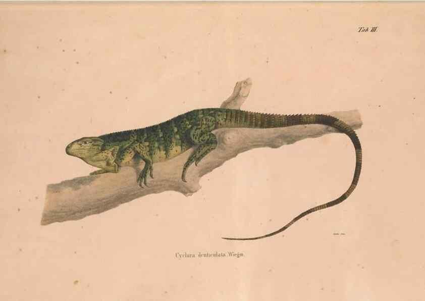 Reproducción/Reproduction 49781996622: Herpetologia Mexicana, seu Descriptio amphibiorum Novae Hispaniae :. Berolini :Sumptibus C.G. Lüderitz,1834.. 
