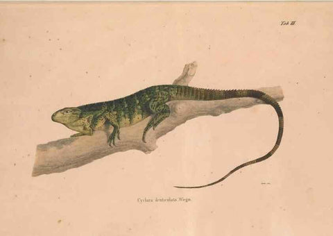Reproducción/Reproduction 49781996622: Herpetologia Mexicana, seu Descriptio amphibiorum Novae Hispaniae :. Berolini :Sumptibus C.G. Lüderitz,1834.. 