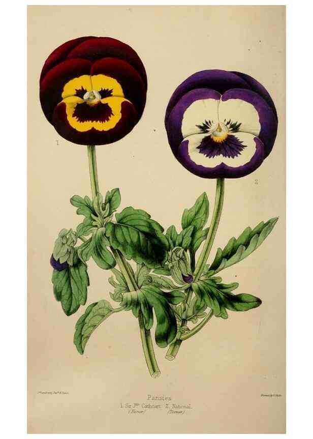 Reproducción/Reproduction 49785016177: The florist, fruitist, and garden miscellany.. London :Chapman and Hall,1852-. 