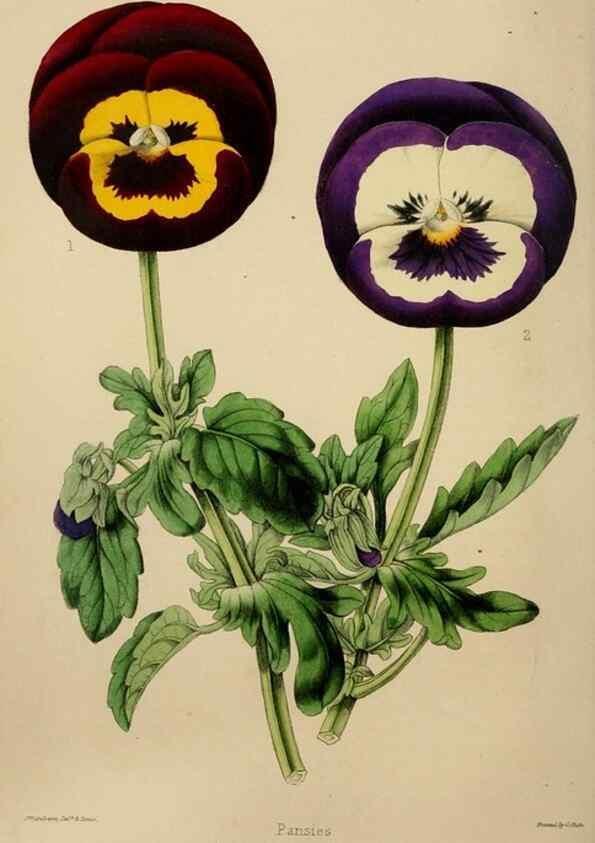 Reproducción/Reproduction 49785016177: The florist, fruitist, and garden miscellany.. London :Chapman and Hall,1852-. 