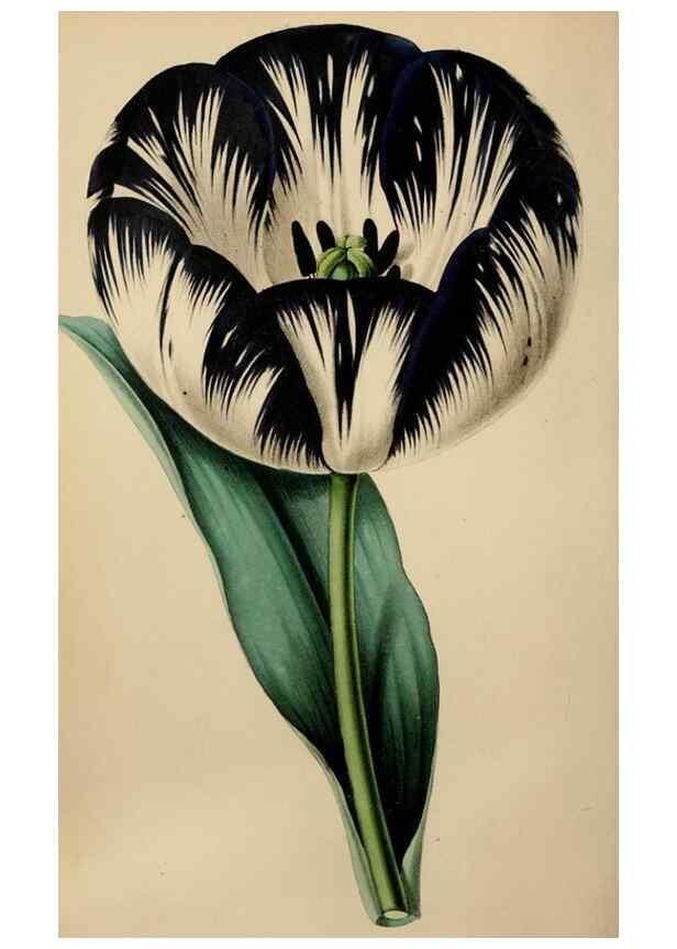 Reproducción/Reproduction 49784691916: The florist, fruitist, and garden miscellany.. London :Chapman and Hall,1852-. 