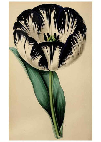Reproducción/Reproduction 49784691916: The florist, fruitist, and garden miscellany.. London :Chapman and Hall,1852-. 