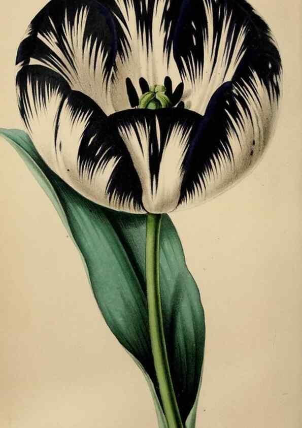 Reproducción/Reproduction 49784691916: The florist, fruitist, and garden miscellany.. London :Chapman and Hall,1852-. 