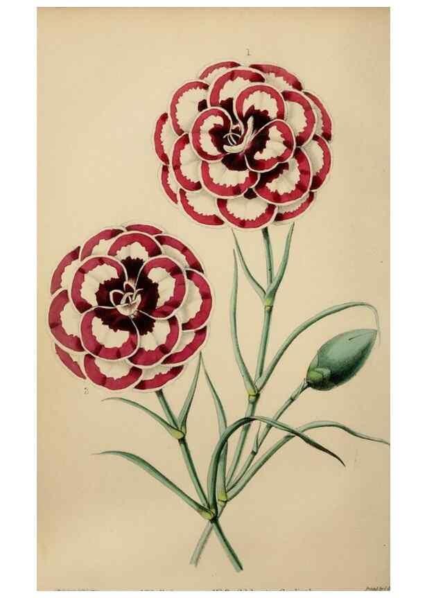 Reproducción/Reproduction 49784692206: The florist, fruitist, and garden miscellany.. London :Chapman and Hall,1852-. 