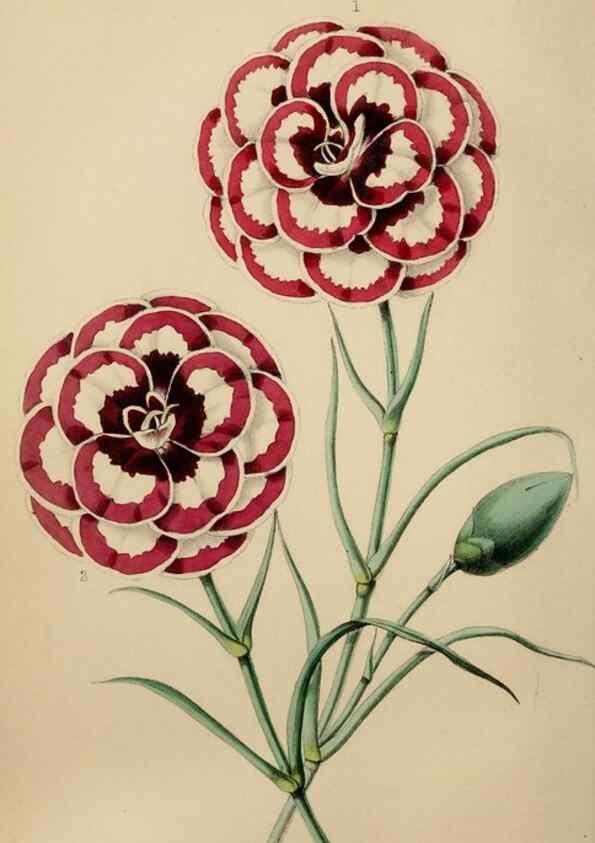 Reproducción/Reproduction 49784692206: The florist, fruitist, and garden miscellany.. London :Chapman and Hall,1852-. 