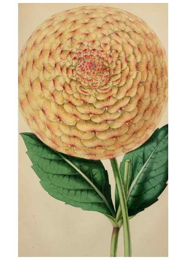Reproducción/Reproduction 49785088012: The florist, fruitist, and garden miscellany.. London :Chapman and Hall,1852-. 