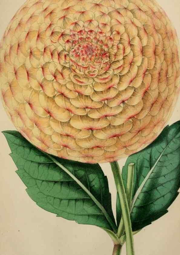 Reproducción/Reproduction 49785088012: The florist, fruitist, and garden miscellany.. London :Chapman and Hall,1852-. 