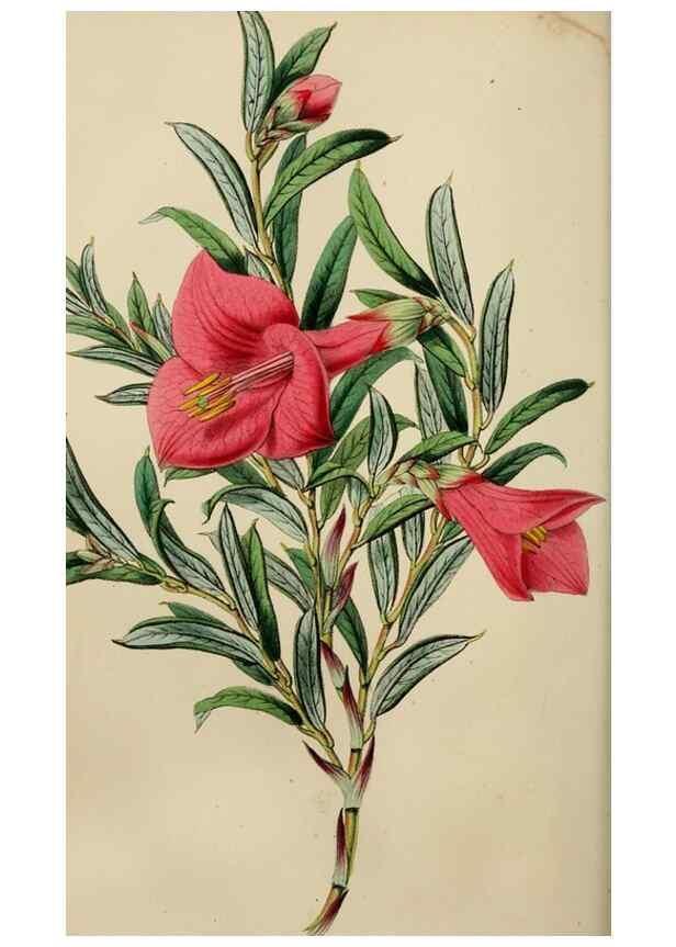Reproducción/Reproduction 49784764086: The florist, fruitist, and garden miscellany.. London :Chapman and Hall,1852-. 