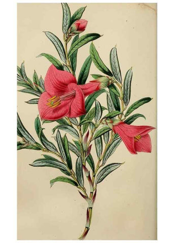 Reproducción/Reproduction 49784764086: The florist, fruitist, and garden miscellany.. London :Chapman and Hall,1852-. 