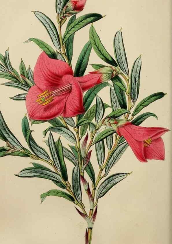 Reproducción/Reproduction 49784764086: The florist, fruitist, and garden miscellany.. London :Chapman and Hall,1852-. 