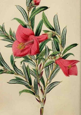 Reproducción/Reproduction 49784764086: The florist, fruitist, and garden miscellany.. London :Chapman and Hall,1852-. 