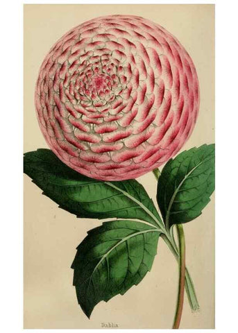 Reproducción/Reproduction 49784764711: The florist, fruitist, and garden miscellany.. London :Chapman and Hall,1852-. 