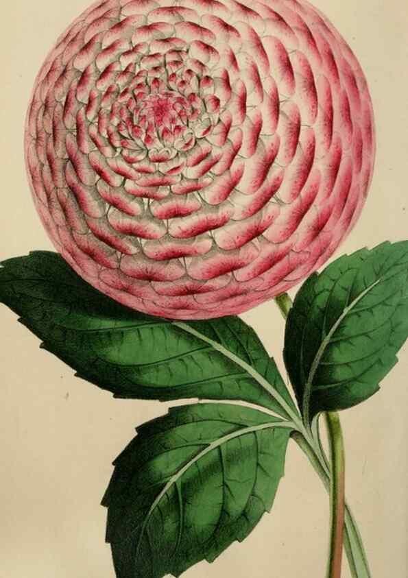Reproducción/Reproduction 49784764711: The florist, fruitist, and garden miscellany.. London :Chapman and Hall,1852-. 