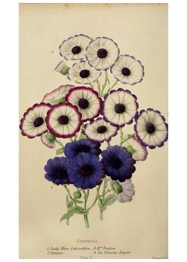 Reproducción/Reproduction 49785089797: The florist, fruitist, and garden miscellany.. London :Chapman and Hall,1852-. 