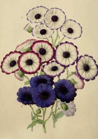 Reproducción/Reproduction 49785089797: The florist, fruitist, and garden miscellany.. London :Chapman and Hall,1852-. 