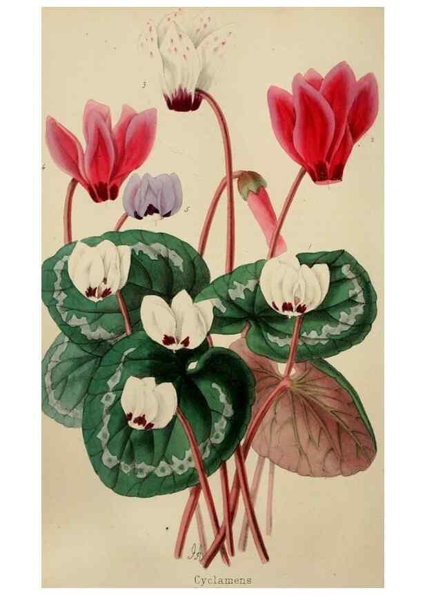 Reproducción/Reproduction 49784765966: The florist, fruitist, and garden miscellany.. London :Chapman and Hall,1852-. 