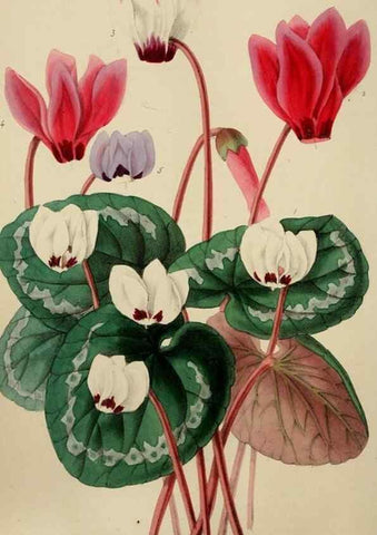 Reproducción/Reproduction 49784765966: The florist, fruitist, and garden miscellany.. London :Chapman and Hall,1852-. 