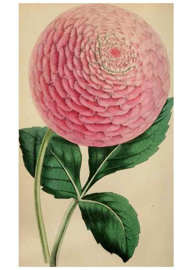 Reproducción/Reproduction 49785087102: The florist, fruitist, and garden miscellany.. London :Chapman and Hall,1852-. 