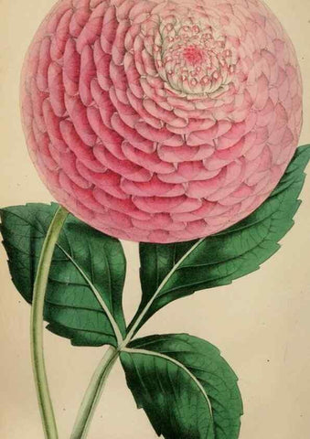 Reproducción/Reproduction 49785087102: The florist, fruitist, and garden miscellany.. London :Chapman and Hall,1852-. 