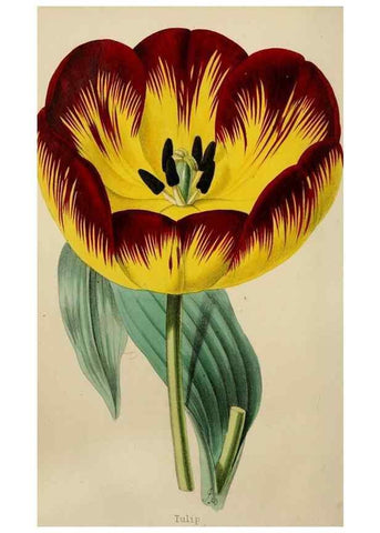 Reproducción/Reproduction 49785091112: The florist, fruitist, and garden miscellany.. London :Chapman and Hall,1852-. 