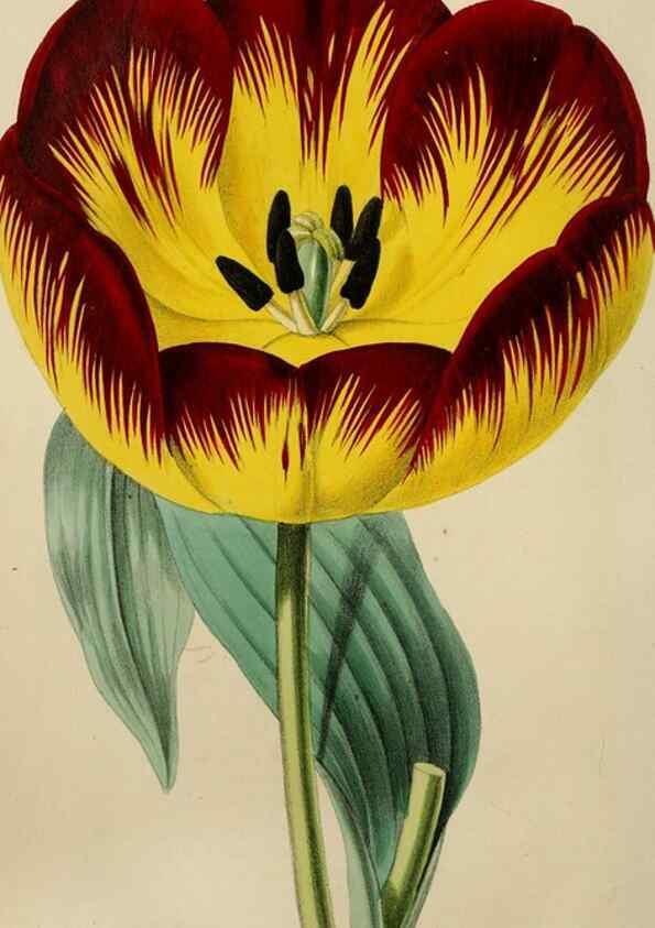 Reproducción/Reproduction 49785091112: The florist, fruitist, and garden miscellany.. London :Chapman and Hall,1852-. 