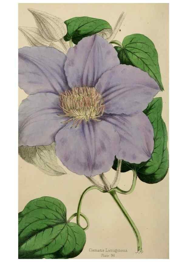 Reproducción/Reproduction 49784767096: The florist, fruitist, and garden miscellany.. London :Chapman and Hall,1852-. 