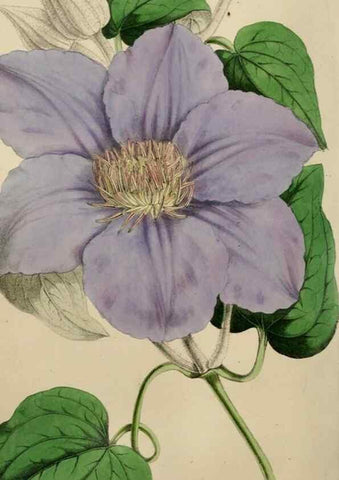 Reproducción/Reproduction 49784767096: The florist, fruitist, and garden miscellany.. London :Chapman and Hall,1852-. 