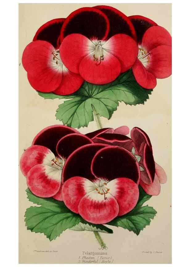 Reproducción/Reproduction 49784230533: The florist, fruitist, and garden miscellany.. London :Chapman and Hall,1852-. 