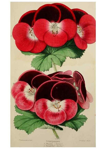 Reproducción/Reproduction 49784230533: The florist, fruitist, and garden miscellany.. London :Chapman and Hall,1852-. 