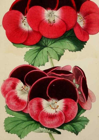 Reproducción/Reproduction 49784230533: The florist, fruitist, and garden miscellany.. London :Chapman and Hall,1852-. 