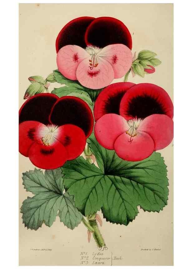 Reproducción/Reproduction 49784768016: The florist, fruitist, and garden miscellany.. London :Chapman and Hall,1852-. 