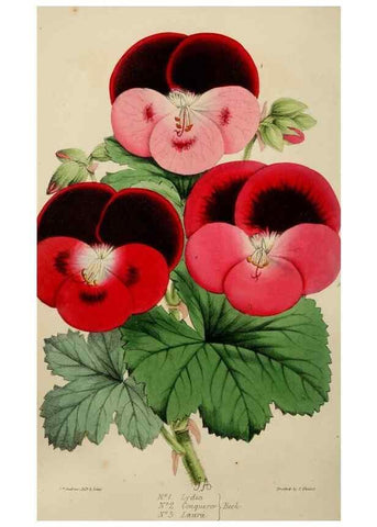 Reproducción/Reproduction 49784768016: The florist, fruitist, and garden miscellany.. London :Chapman and Hall,1852-. 