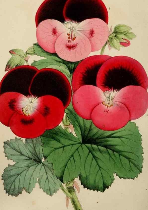 Reproducción/Reproduction 49784768016: The florist, fruitist, and garden miscellany.. London :Chapman and Hall,1852-. 