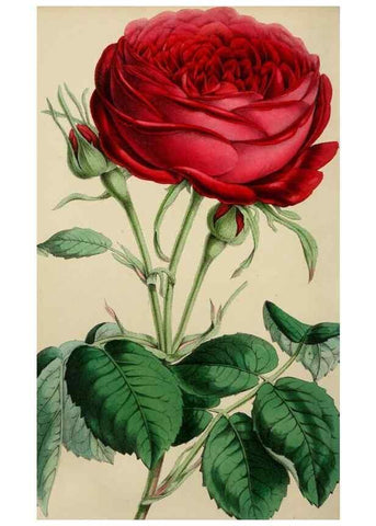 Reproducción/Reproduction 49785093312: The florist, fruitist, and garden miscellany.. London :Chapman and Hall,1852-. 