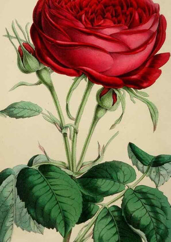 Reproducción/Reproduction 49785093312: The florist, fruitist, and garden miscellany.. London :Chapman and Hall,1852-. 