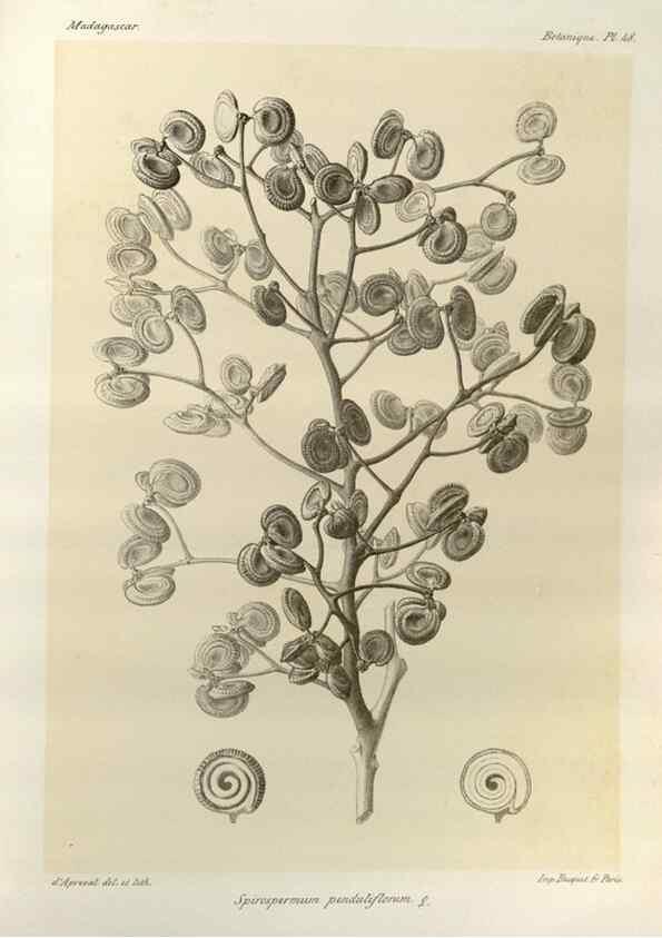 Reproducción/Reproduction 49785307863: Histoire physique, naturelle, et politique de Madagascar. Paris :Impr. nationale,1885-. 