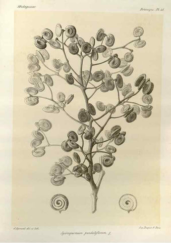 Reproducción/Reproduction 49785307863: Histoire physique, naturelle, et politique de Madagascar. Paris :Impr. nationale,1885-. 